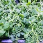 Affilla Cress