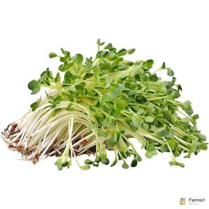 Alfalfa Sprout