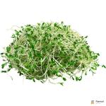 Alfalfa Sprout