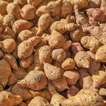 Artichokes Jerusalem