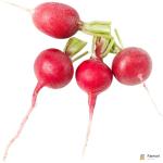 Baby Radish
