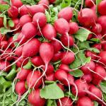 Baby Radish