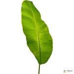 Banana Leaf