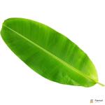 Banana Leaf