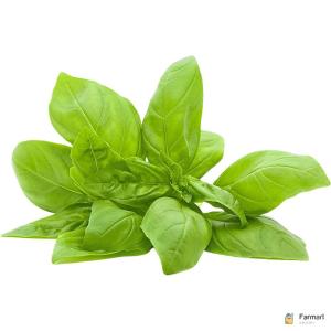 Basil Sweet Thailand