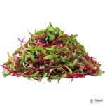 Beetroot – Microgreen Cut
