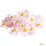 Begonia Edible Flowers