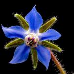 Borage Flowers