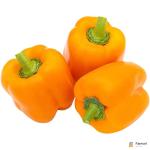 Capsicum Orange Holland