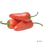 Chilli Jalapeno Red Holland