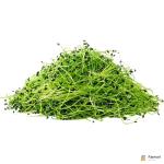 Chives – Microgreen Cut