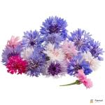Cornflower Edible Flowers