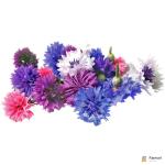 Cornflower Edible Flowers