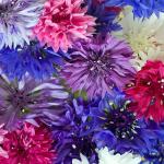 Cornflower Edible Flowers