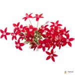 Egyptian Star Edible Flowers