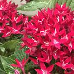 Egyptian Star Edible Flowers