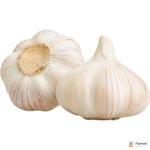 Garlic China