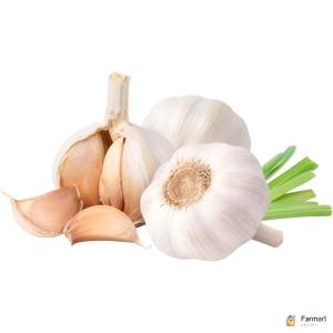 Garlic India