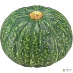 Green Pumpkin Organic