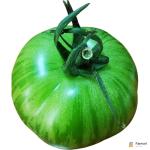 Green Tomatoes