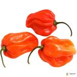 Habanero Chilli Green