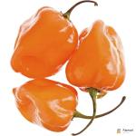 Habanero Chilli Yellow