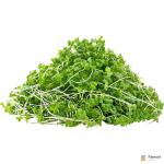 Kale – Microgreen Cut