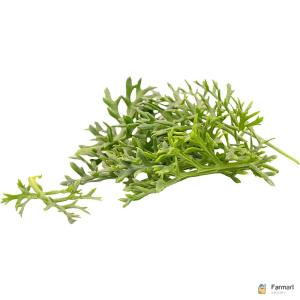 Kitsune Leaf – Specialty Greens