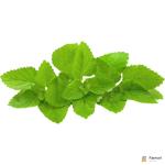 Lemon Balm