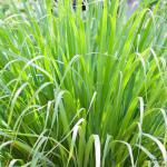 Lemongrass