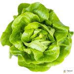 Lettuce Boston