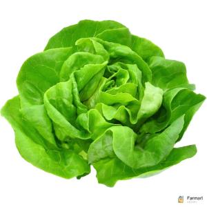 Lettuce Boston