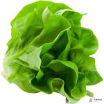 Lettuce Boston