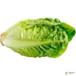 Lettuce Gem