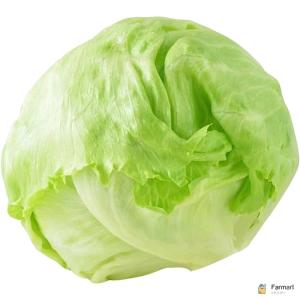 Lettuce Iceberg Spain