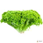 Lettuce Lollo Biando