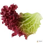 Lettuce Lollo Rosso
