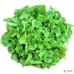 Lettuce Oak Leave Green