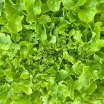 Lettuce Oak Leave Green