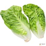 Lettuce Romaine