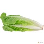 Lettuce Romaine