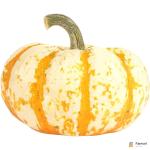 Líl Tiger Pumpkin Halloween