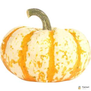 Líl Tiger Pumpkin Halloween