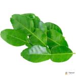 Lime Leaves