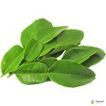 Lime Leaves