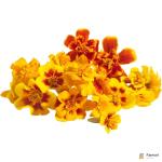 Marigold French Edible Flowers