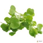 Micro Arugula Cress