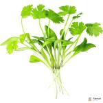 Micro Coriander