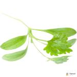 Micro Coriander