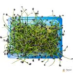 Micro Garlic Chives